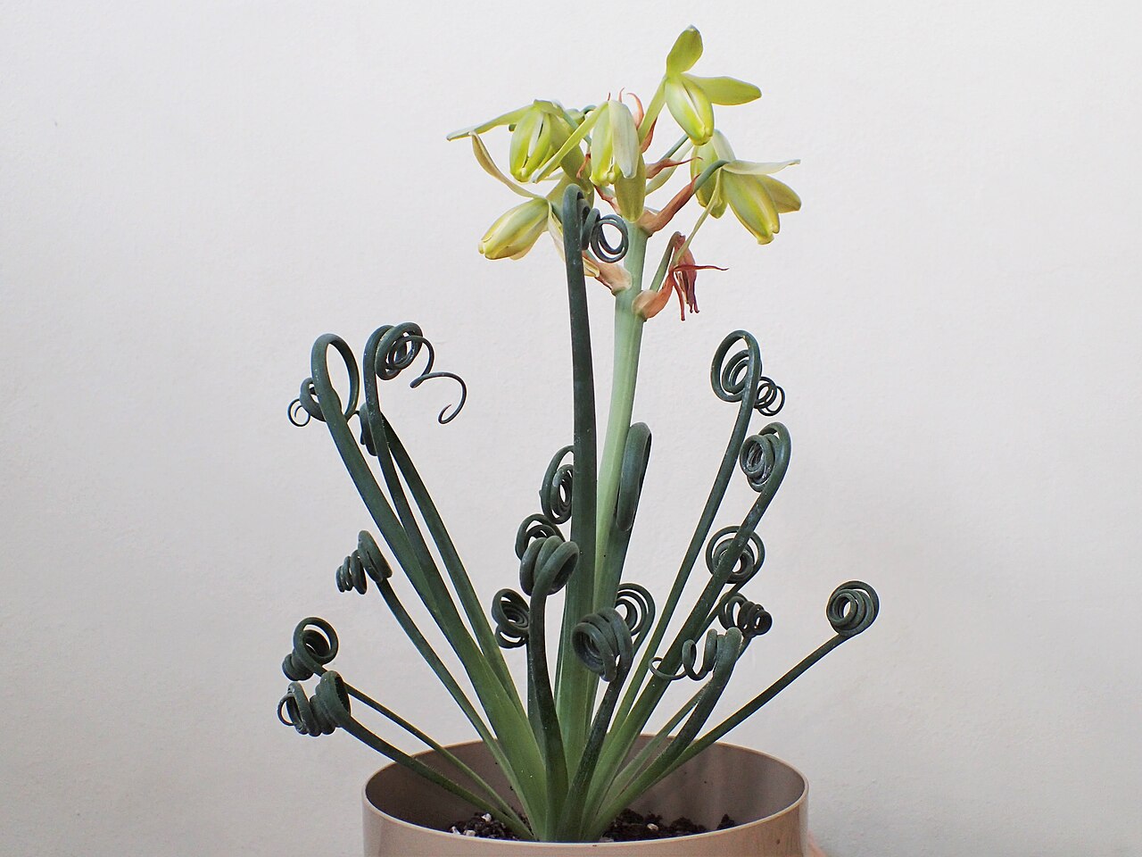 Albuca spiralis: Albuca spiralis 'Frizzle Sizzle' as pot plant in Szczecin, NW Poland