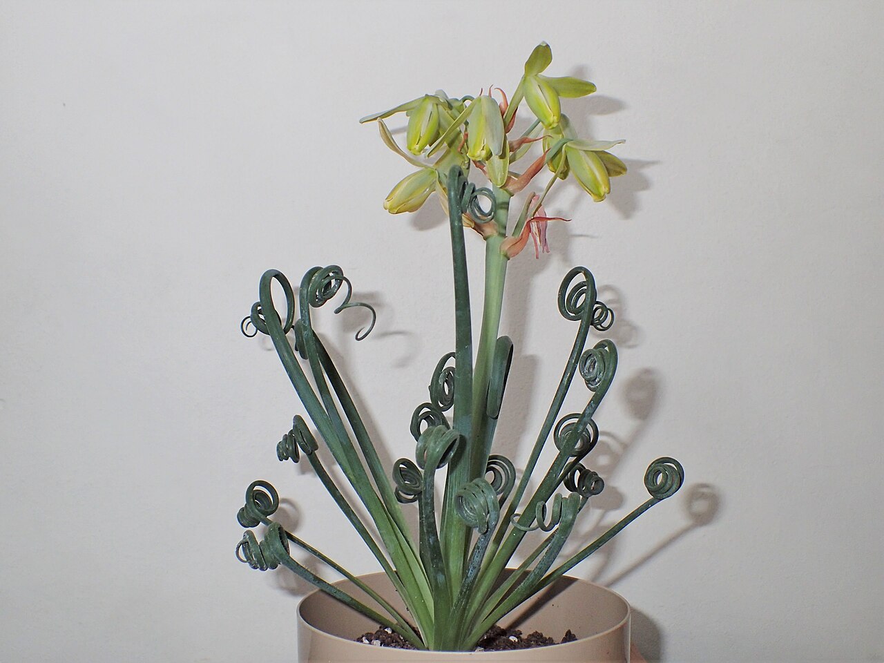 Albuca spiralis: Albuca spiralis 'Frizzle Sizzle' as pot plant in Szczecin, NW Poland