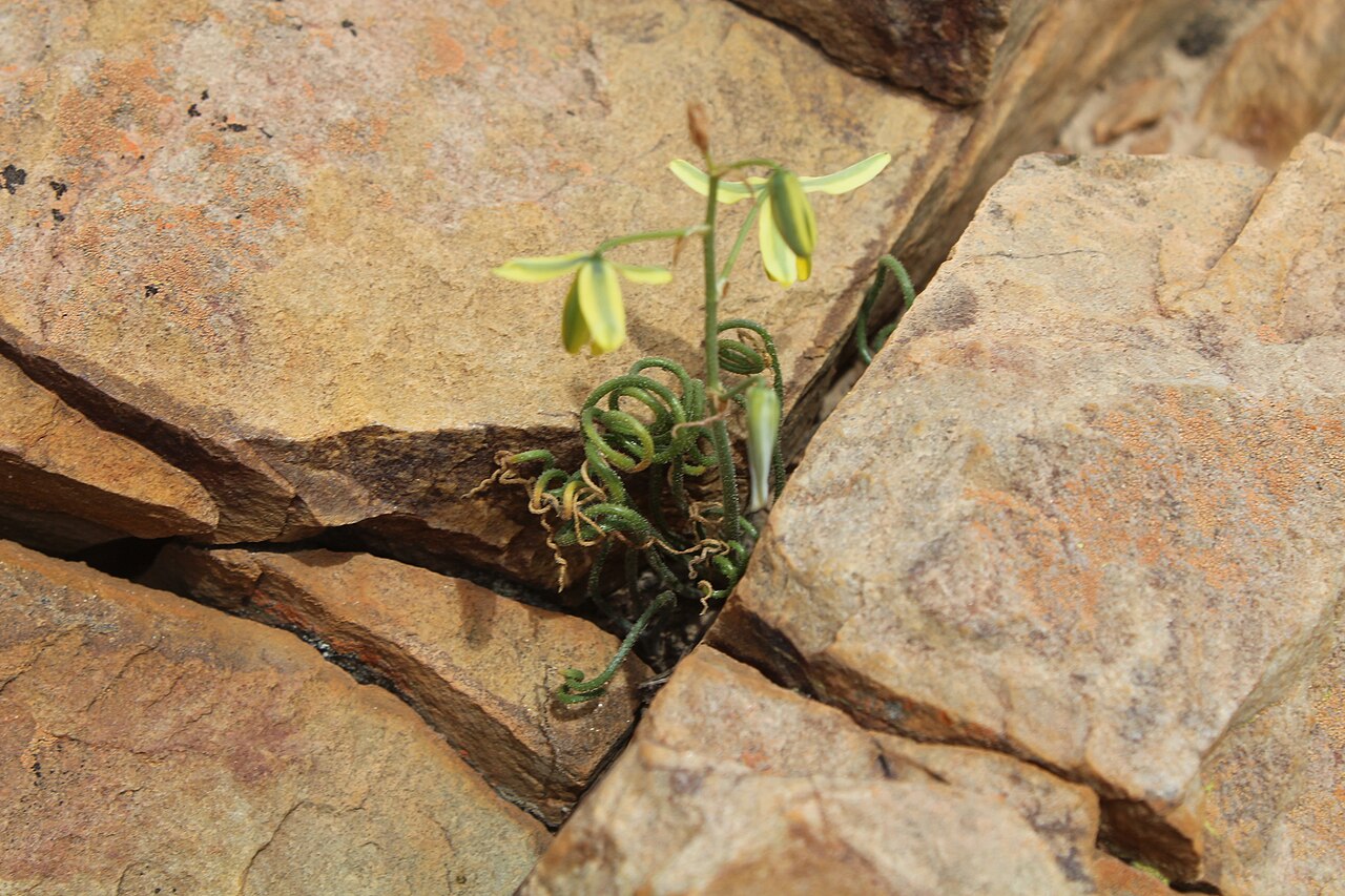 Albuca viscosa: Albuca viscosa - Robertson