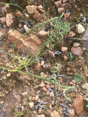 Albuca viscosa (Albuca viscosa)