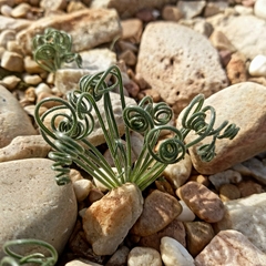 Albuca viscosa (Albuca viscosa)