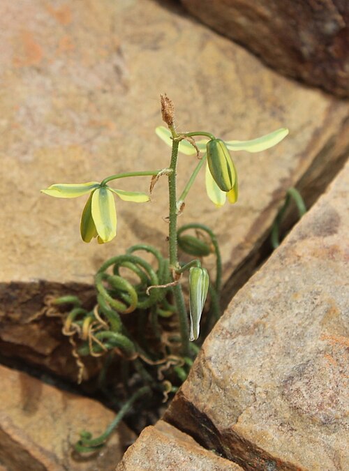 Albuca viscosa: Albuca viscosa - Robertson