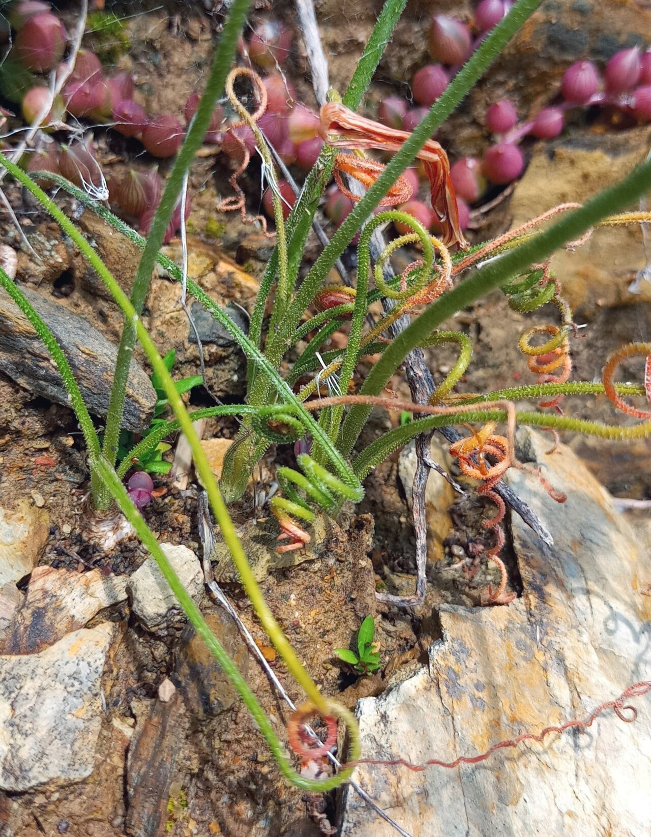 Albuca viscosa: Albuca viscosa - Leaf detail