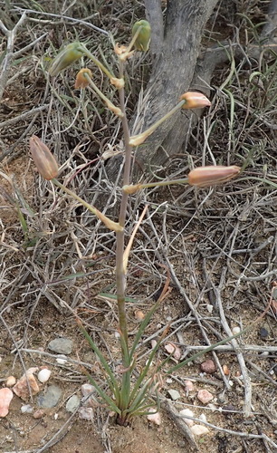 Albuca viscosa (Albuca viscosa)