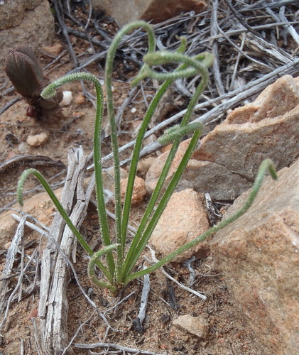 Albuca viscosa (Albuca viscosa)