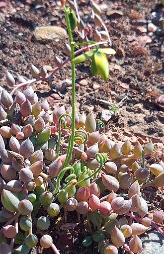Albuca viscosa: Albuca viscosa - Robertson
