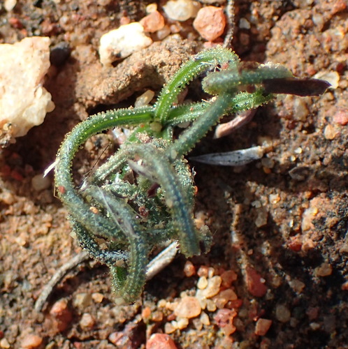 Albuca viscosa (Albuca viscosa)