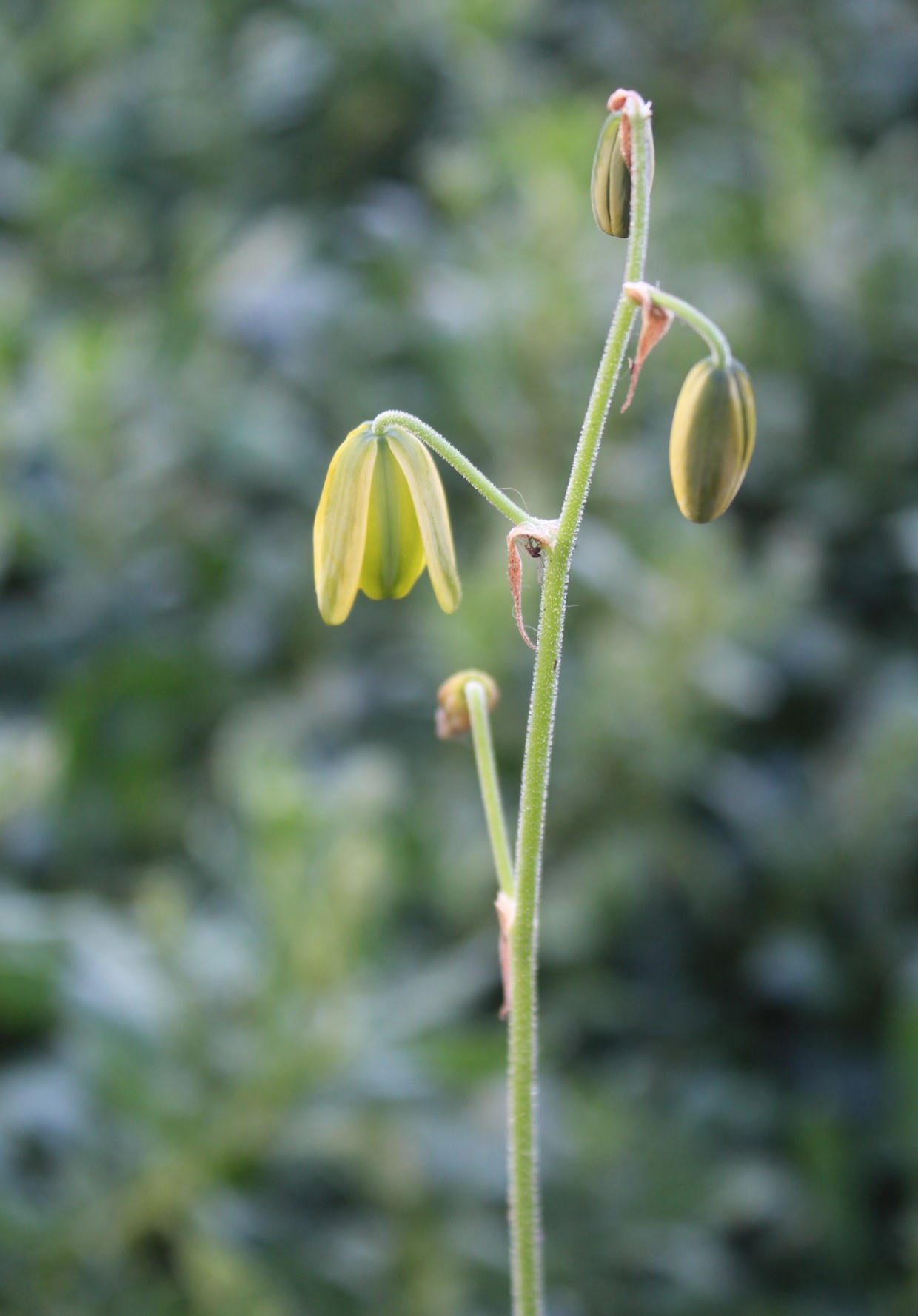 Albuca viscosa: Albuca viscosa - Flower detail