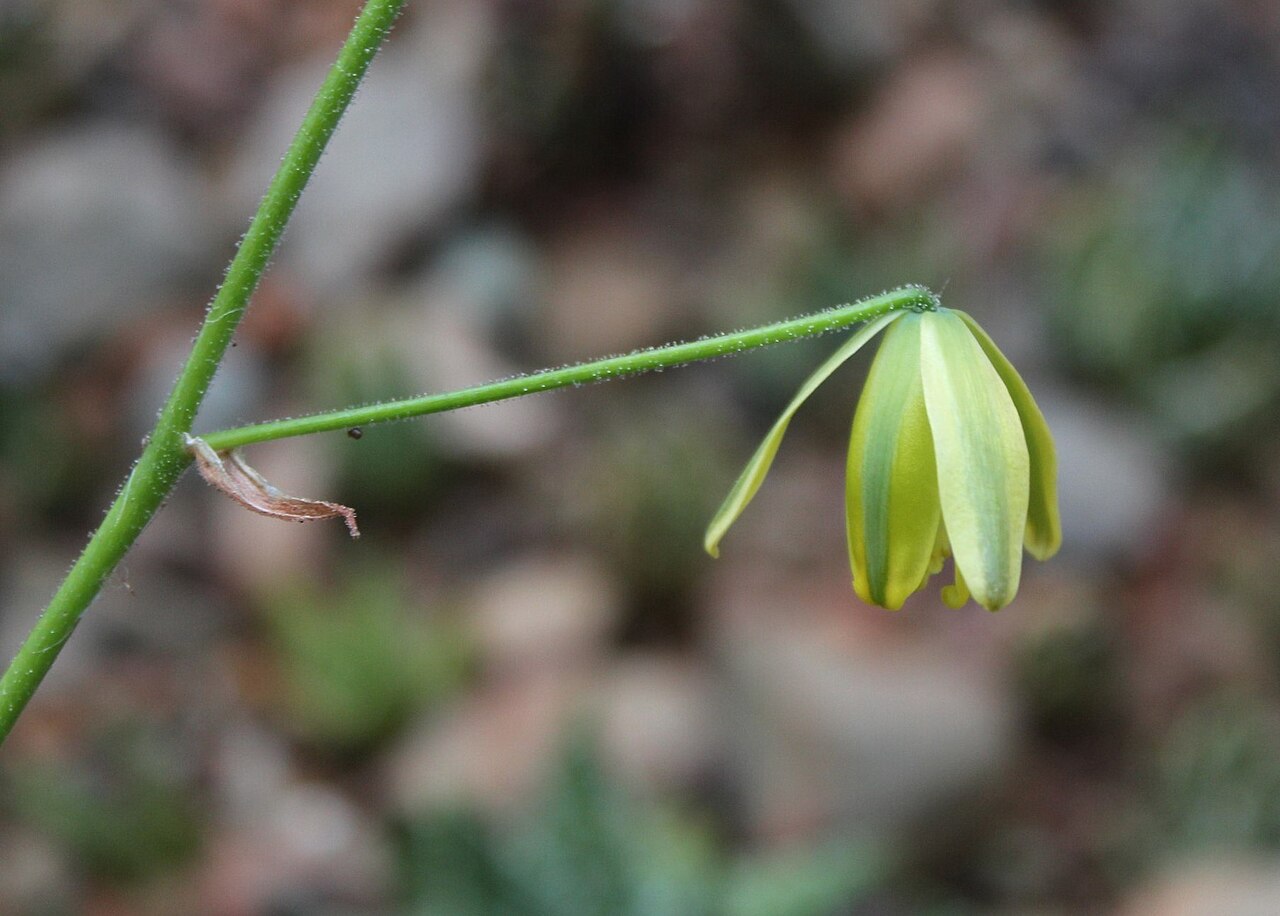 Albuca viscosa: Albuca viscosa - Flower detail