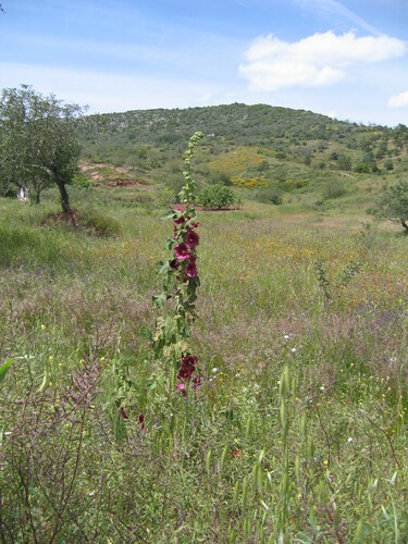 Hollyhock (Alcea rosea)