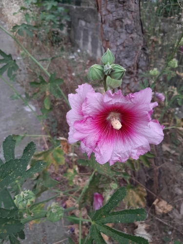 Hollyhock (Alcea rosea)