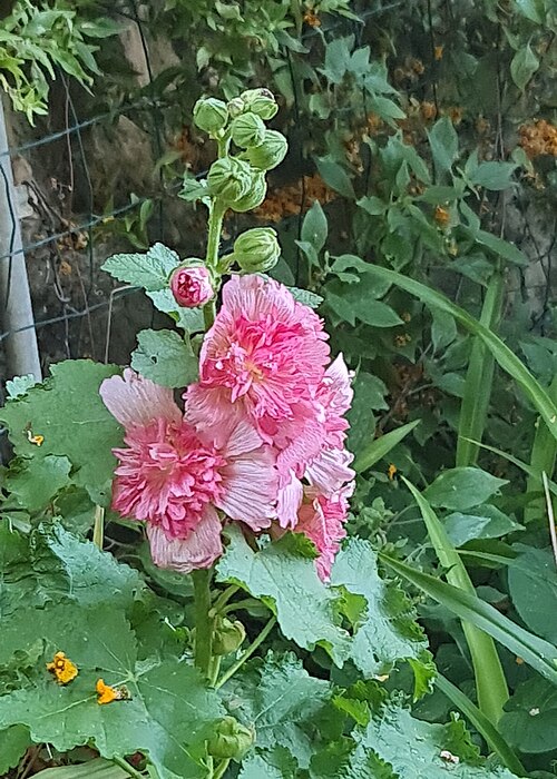 Hollyhock: חוטמית תרבותית נקנתה במשתלה, גדלה בגינה