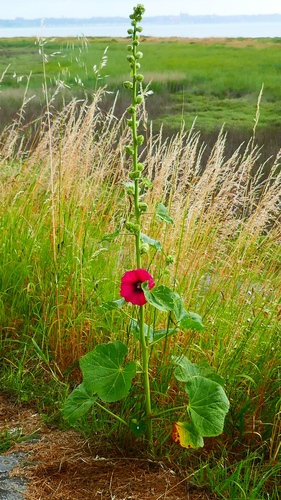 Hollyhock (Alcea rosea)
