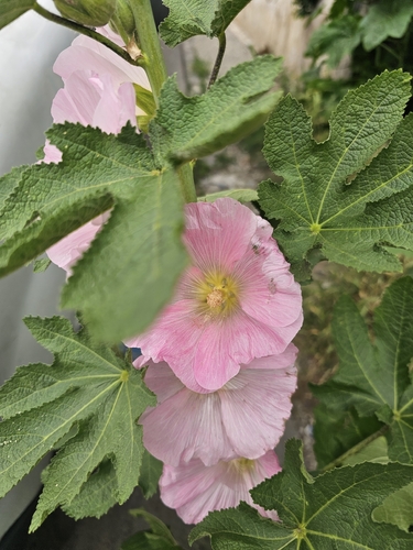 Hollyhock (Alcea rosea)