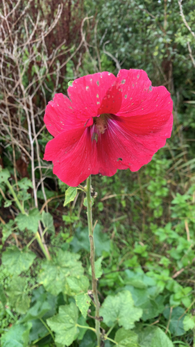 Hollyhock (Alcea rosea)