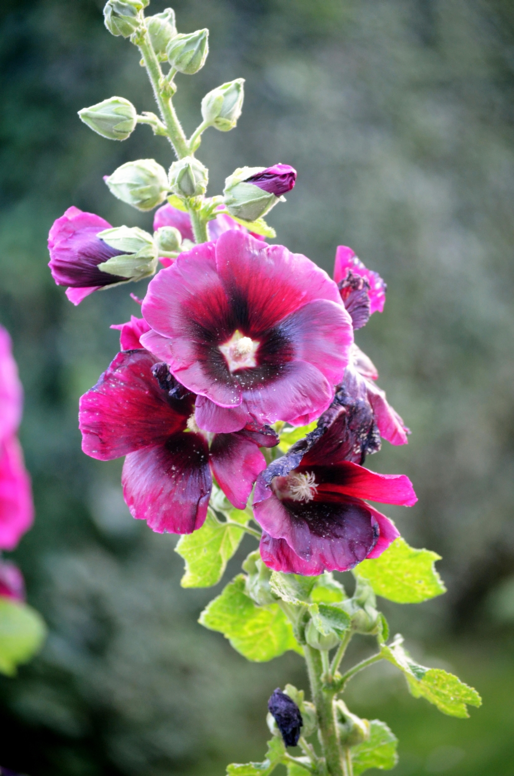 Hollyhock: Alcea