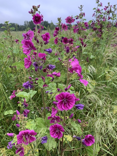 Hollyhock (Alcea rosea)