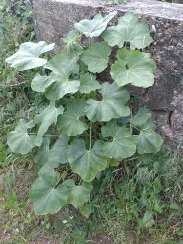 Hollyhock (Alcea rosea)