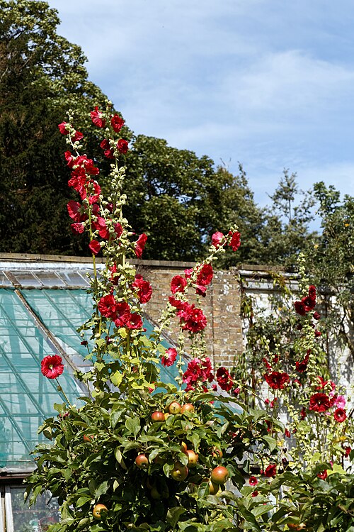 Hollyhock: 'Alcea rosea' hollyhock and apples in the north-east border of the Victorian walled garden of Quex House in the civil parish of Birchington in Kent , England. S