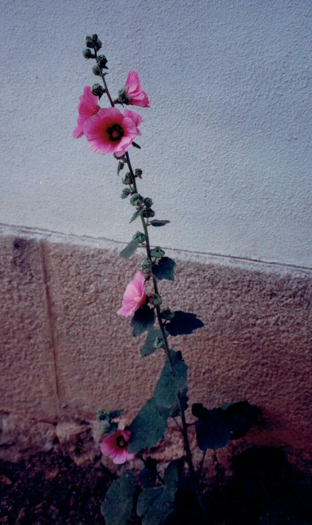 Hollyhock (Alcea rosea)