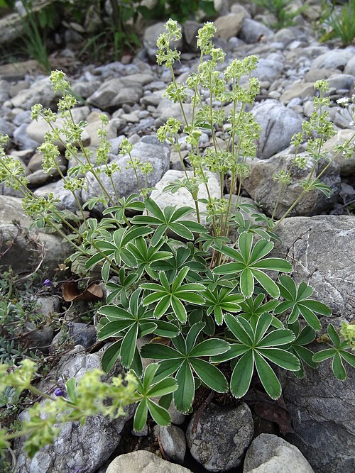 Peucrist: Rosaceae, Alpen-Frauenmantel Deutschland, Bayern, Allgäu, Oberstdorf, Stillachtal, 900 m Photo: U.Schmidt, 23.VI.2012
