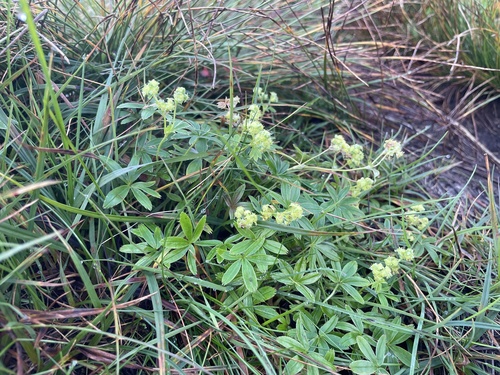 Peucrist (Alchemilla alpina)
