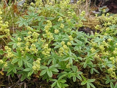 Peucrist (Alchemilla alpina)