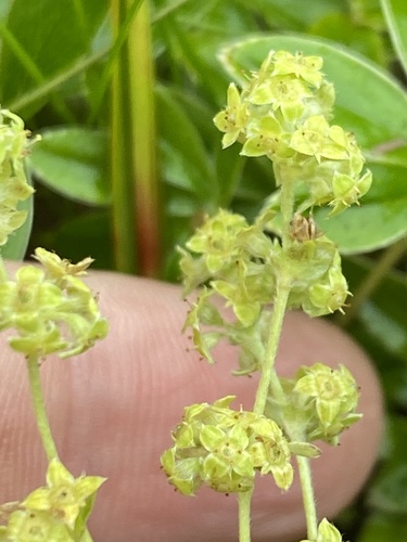 Peucrist (Alchemilla alpina)
