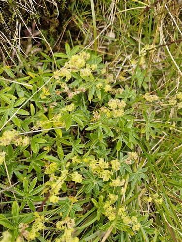 Peucrist (Alchemilla alpina)