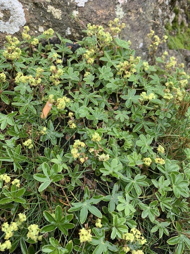 Peucrist (Alchemilla alpina)