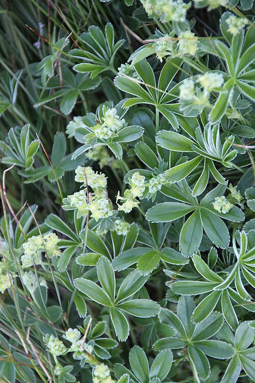 Peucrist: Photo of mountaneous plant at the Norefjell plateau. approximately 1.100 - 1.200 meters above sea level. Krödsherad municipality, Buskerud, Norway.