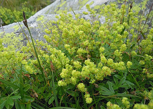 Peucrist: Alchemilla alpina, Alpine Lady's Mantle, Møsvatn, Norway