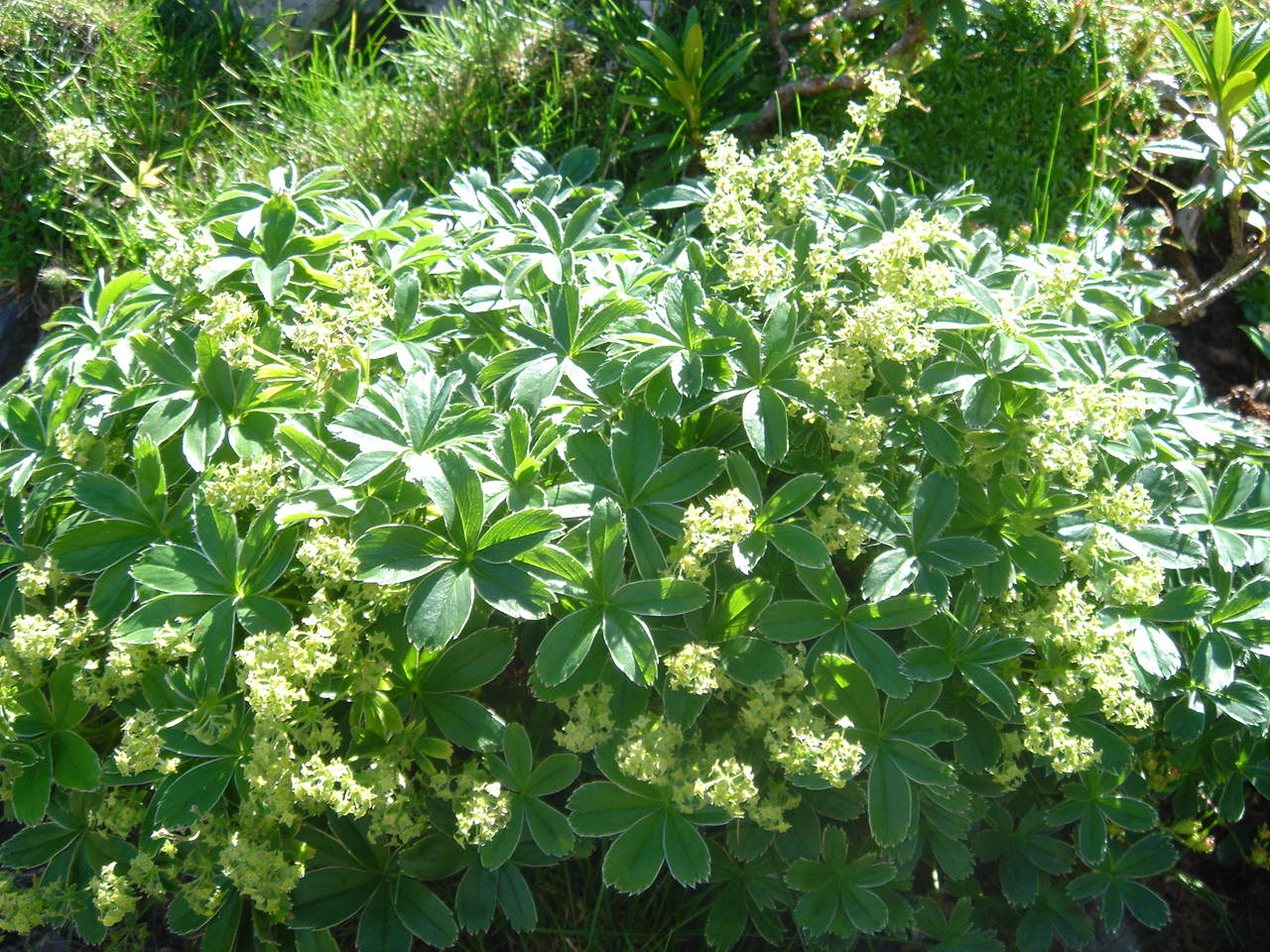 Peucrist: Alchemilla alpina