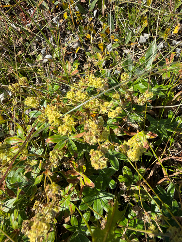 Peucrist (Alchemilla alpina)