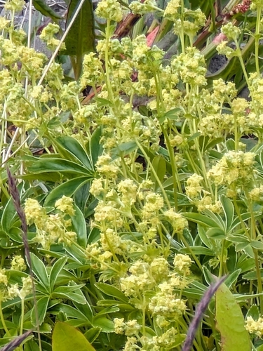 Peucrist (Alchemilla alpina)
