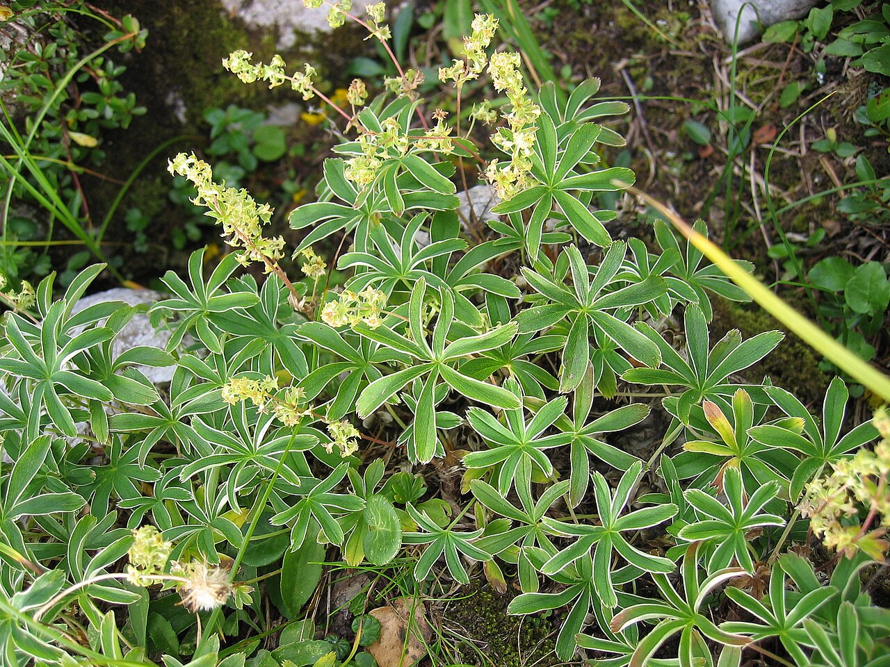 Alchemilla anisiaca: Alchemilla anisiaca , Dachstein, Upper Austria, Austria