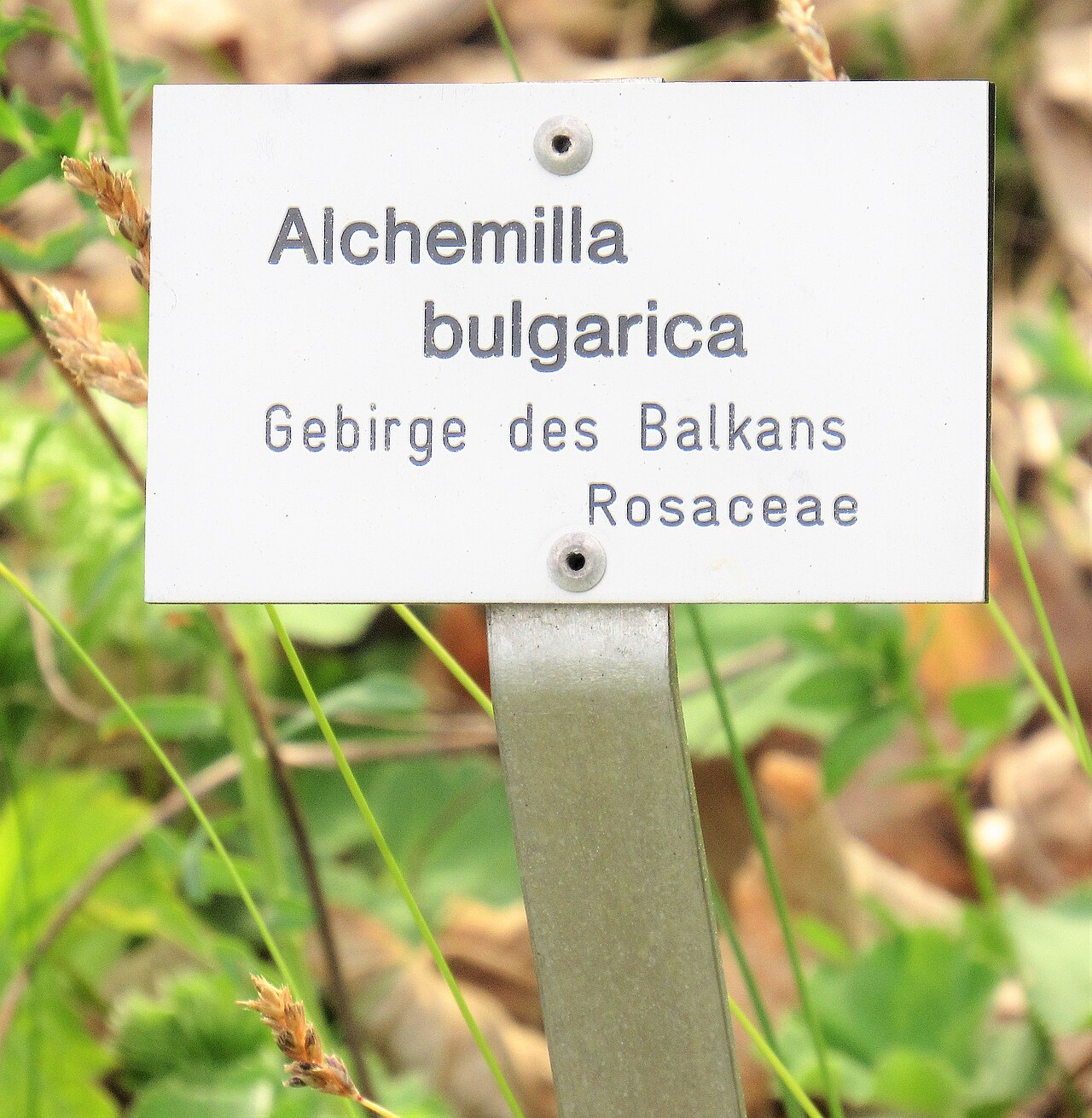 Alchemilla bulgarica: Informationstafel Alchemilla bulgarica im Ökologisch-Botanischen Garten in Bayreuth