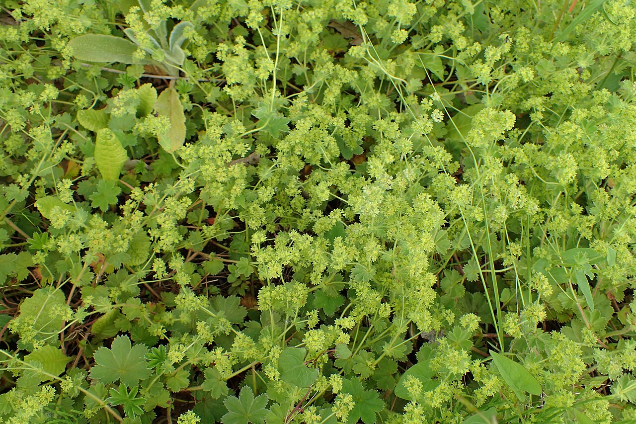 Alchemilla bulgarica: Alchemilla bulgarica in the Botanischer Garten, Berlin-Dahlem