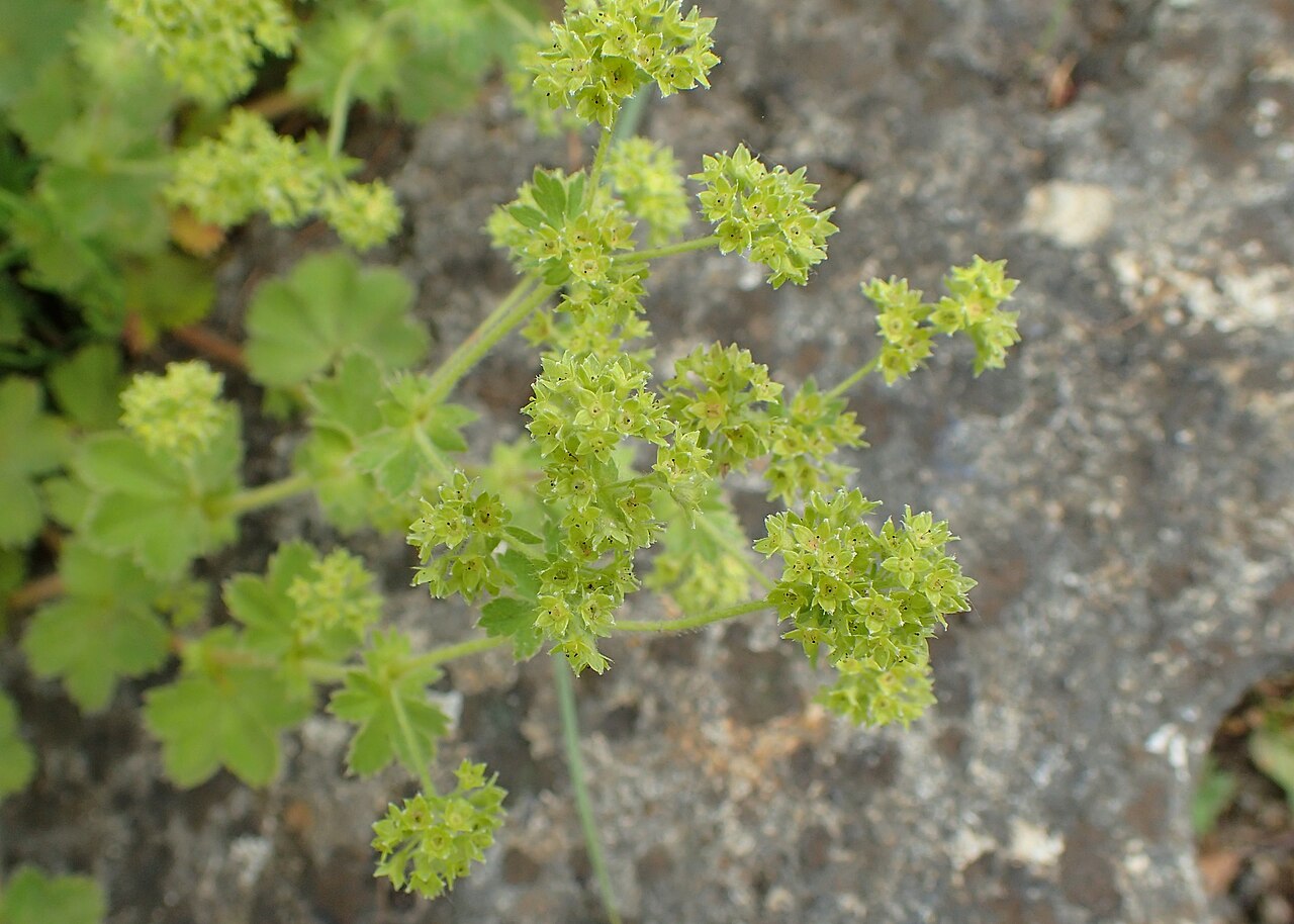 Alchemilla bulgarica: Alchemilla bulgarica in the Botanischer Garten, Berlin-Dahlem