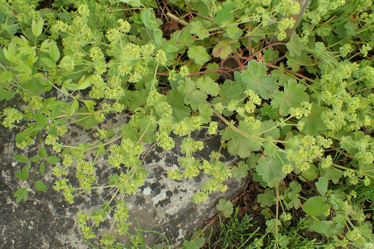 Alchemilla bulgarica: Alchemilla bulgarica in the Botanischer Garten, Berlin-Dahlem