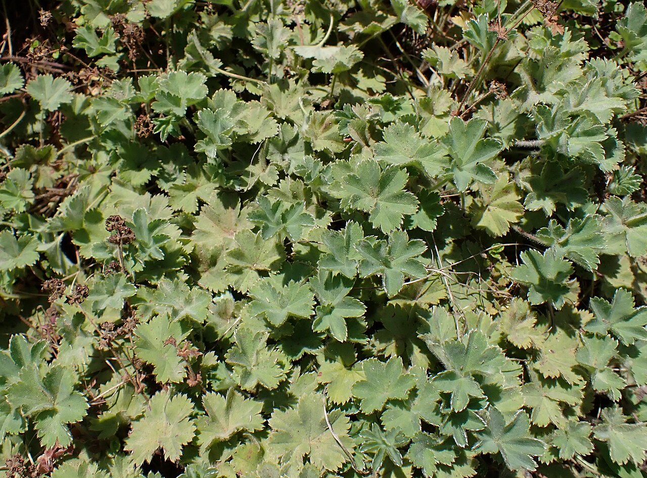 Alchemilla caucasica: Alchemilla caucasica in the Botanischer Garten, Berlin-Dahlem