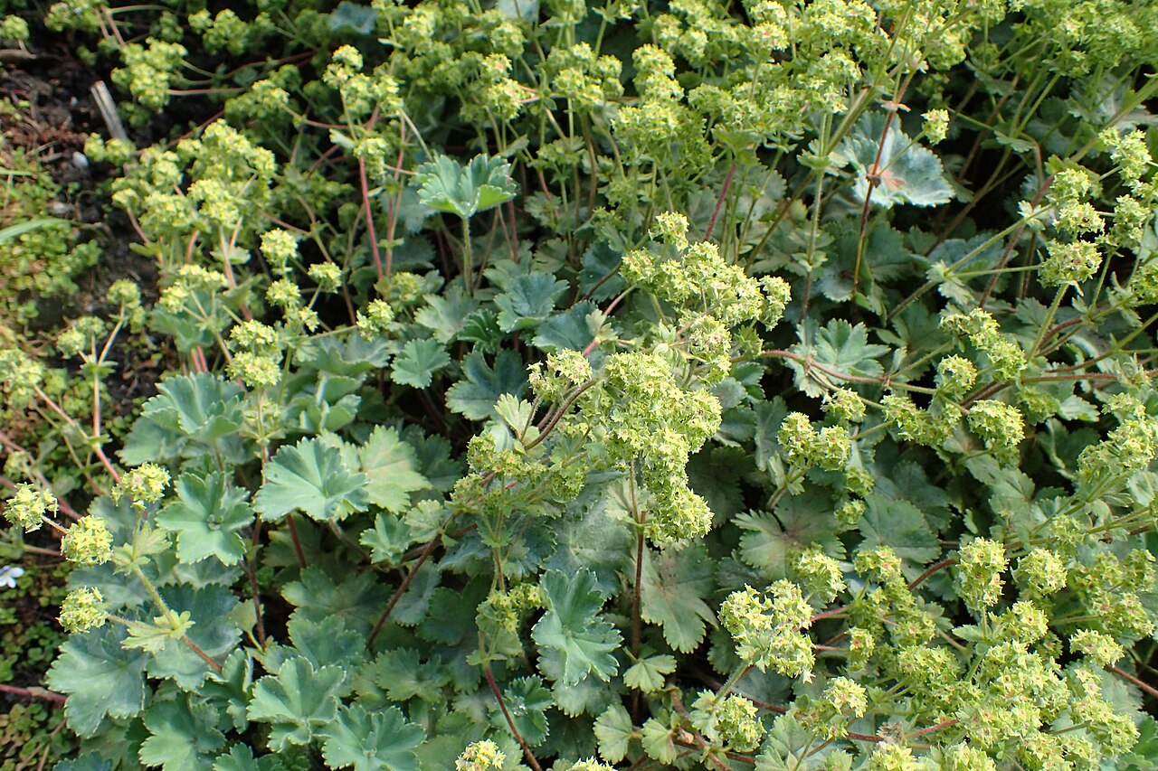 Alchemilla caucasica: Alchemilla caucasica in the Botanischer Garten, Berlin-Dahlem