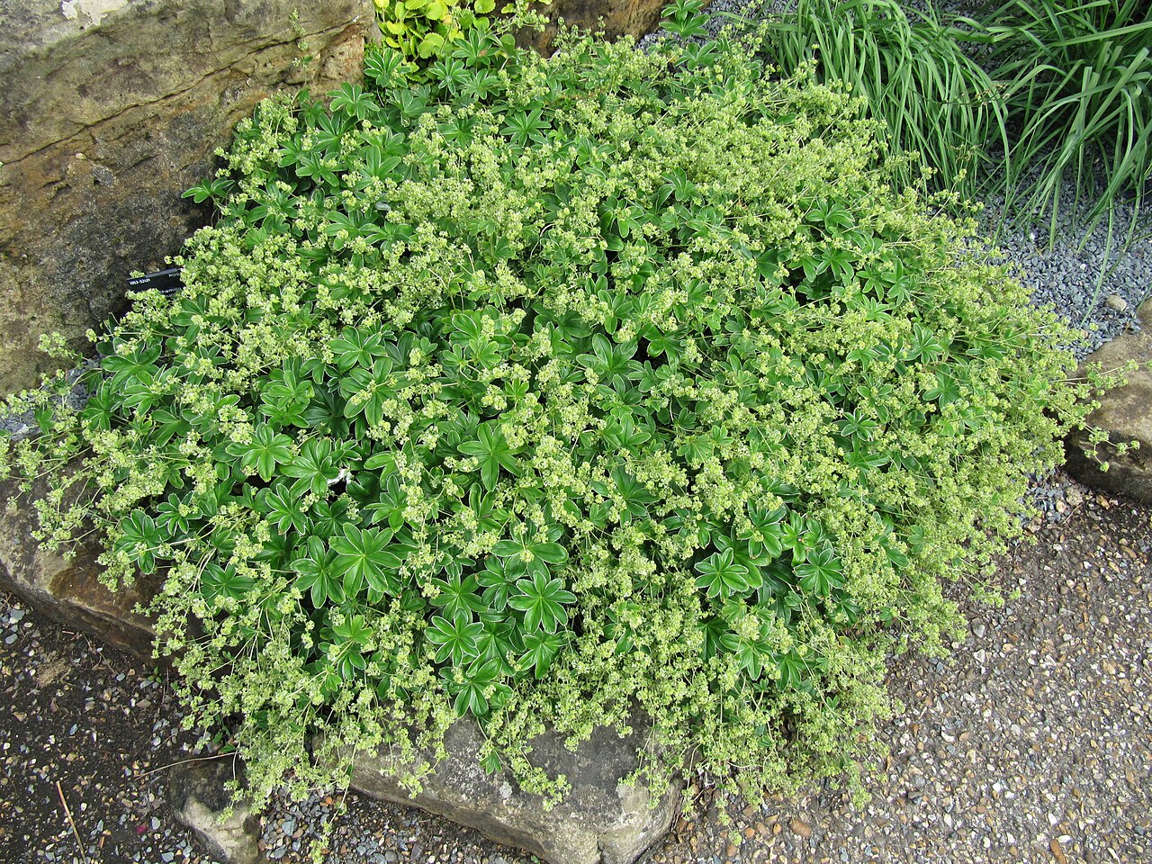 Alchemilla conjuncta: Alchemilla conjuncta