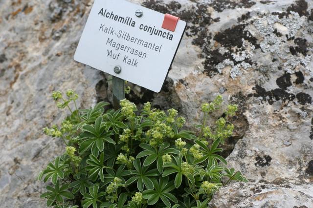 Alchemilla conjuncta: (en) Alchemilla conjuncta , a photography originating of the internet site http://sophy.u-3mrs.fr/ . The accord of the autor, H. Brisse, is here . (fr) Alchemil