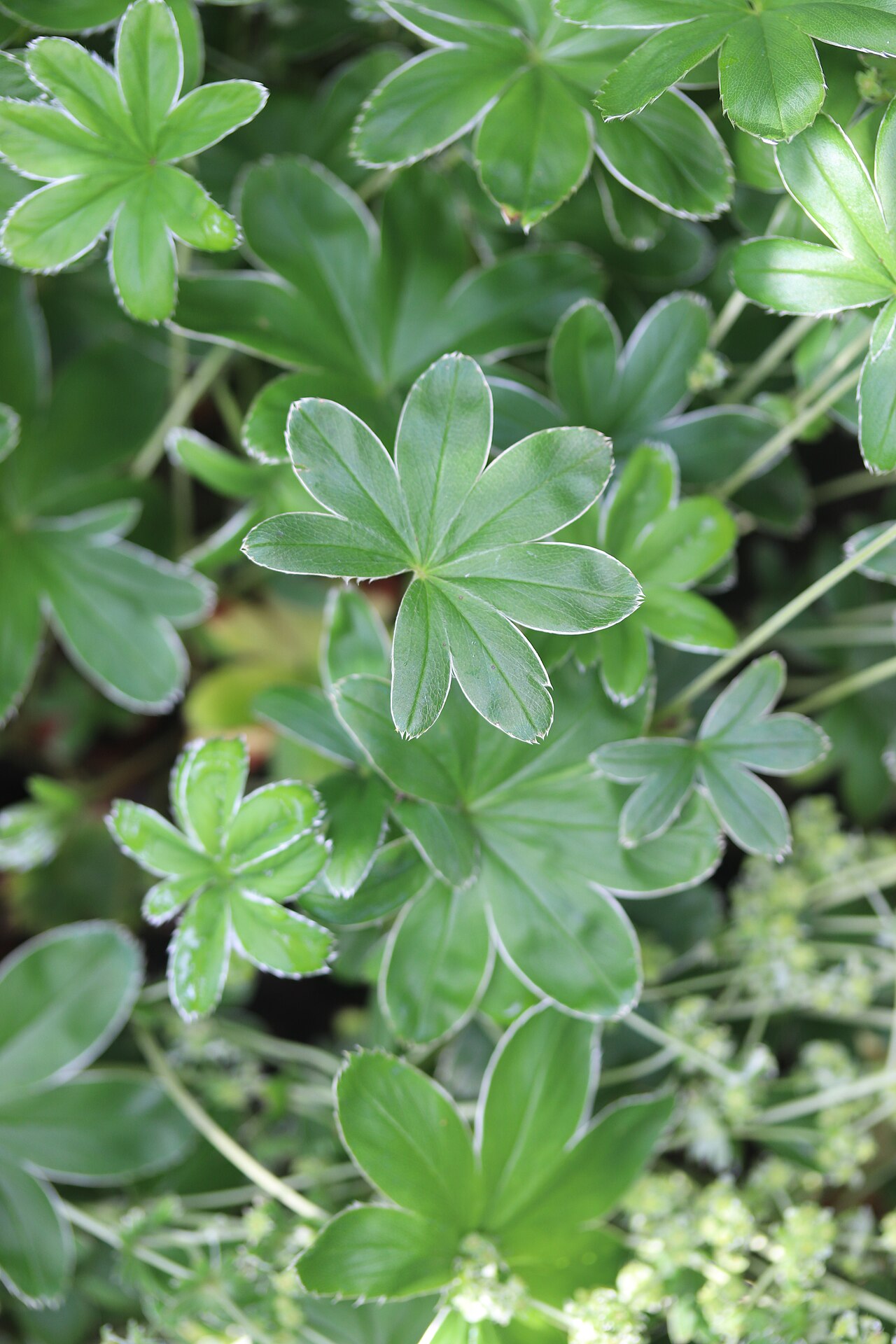 Alchemilla conjuncta: Hortus botanicus Leiden, Alchemilla conjuncta, Netherlands