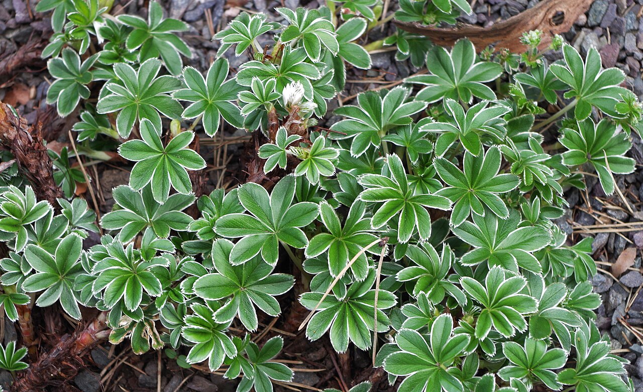 Alchemilla conjuncta: Alchemilla conjuncta - Kew Gardens