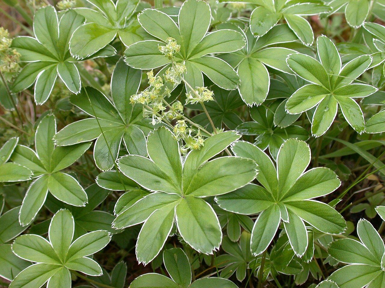 Alchemilla conjuncta: Stockport Cheshire