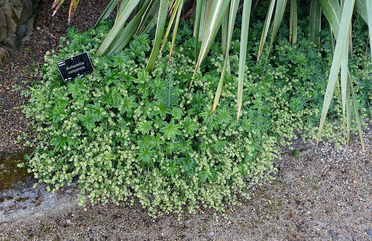 Alchemilla conjuncta: Horticultural specimen in RHS Garden Harlow Carr - North Yorkshire, England.