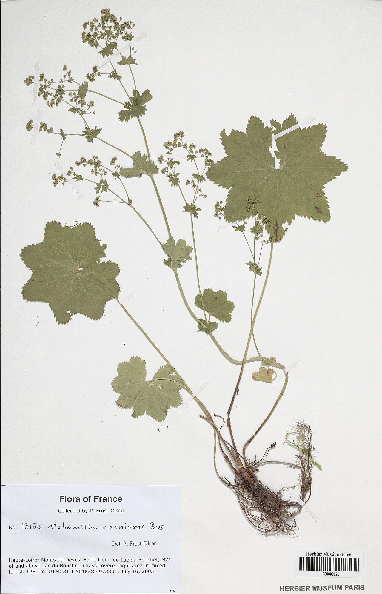 Alchemilla connivens: Alchemilla connivens