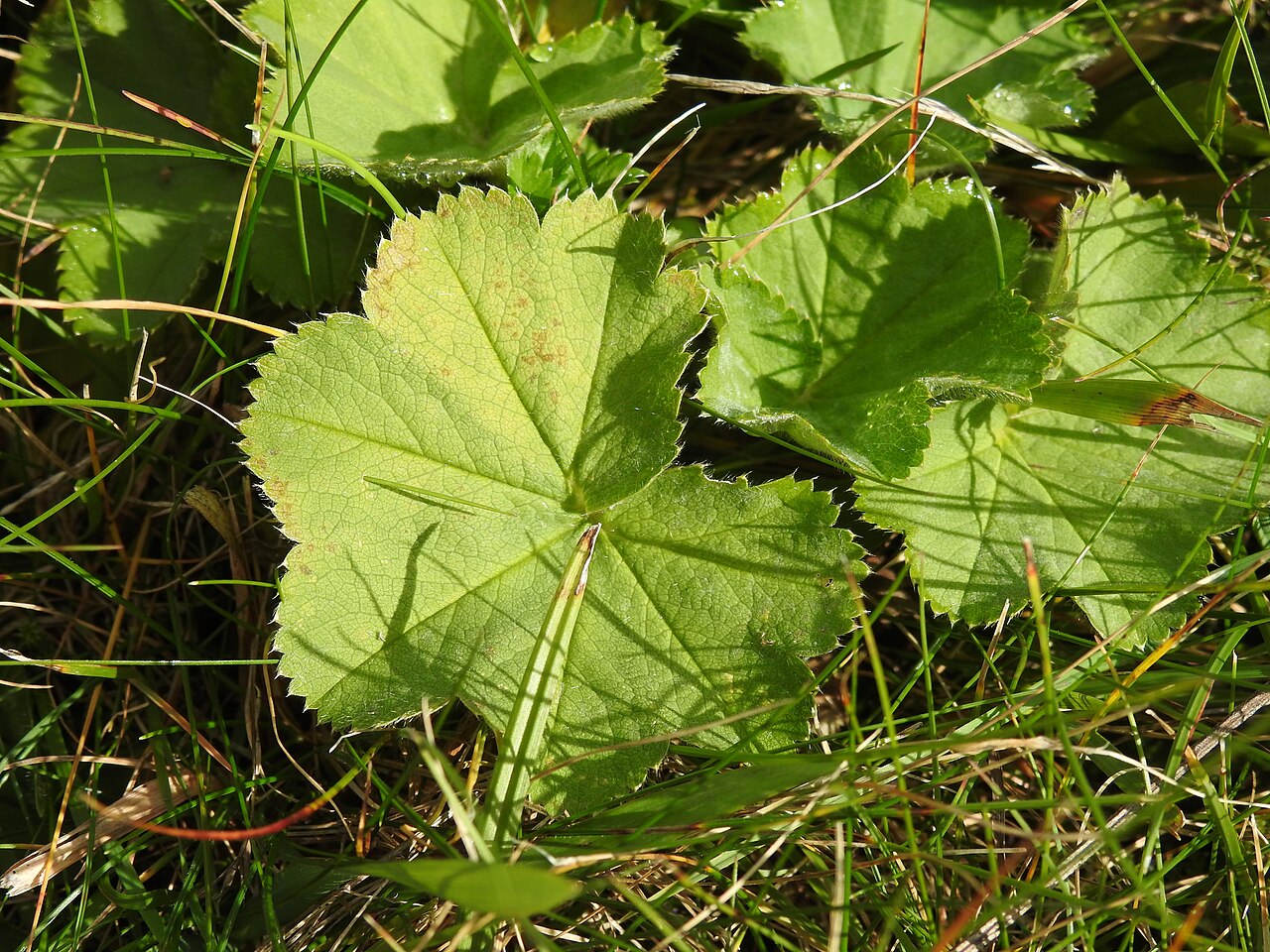 Alchemilla crinita: Alchemilla crinita Buser, C.Magnier, Scrin. Fl. Select. 11: 256 (1892).